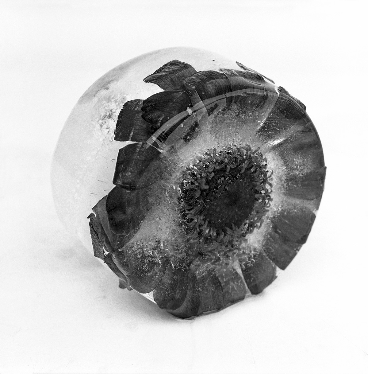 photo art video ice frozen melting objects Flowers blackandwhite b&w art photography film photography analogue photography Hasselblad abstract