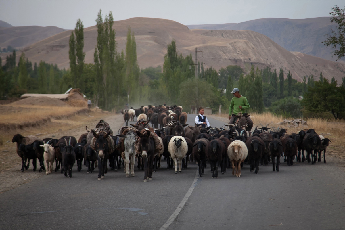 kyrgyzstan shepherds herds dust horses sheep