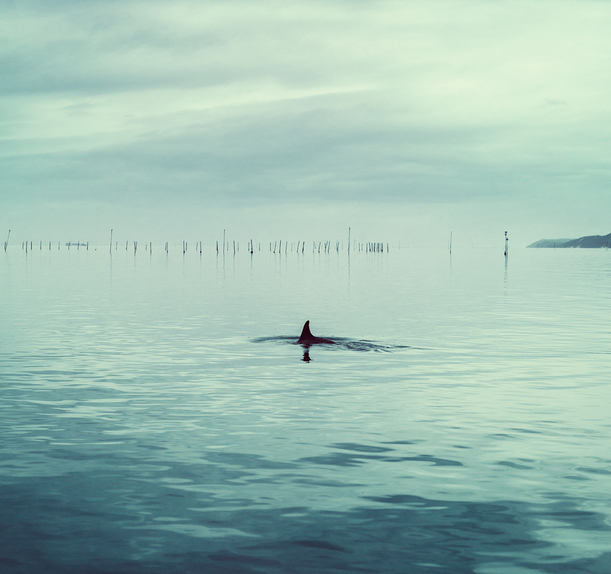 dolphin seascape Moreton Bay