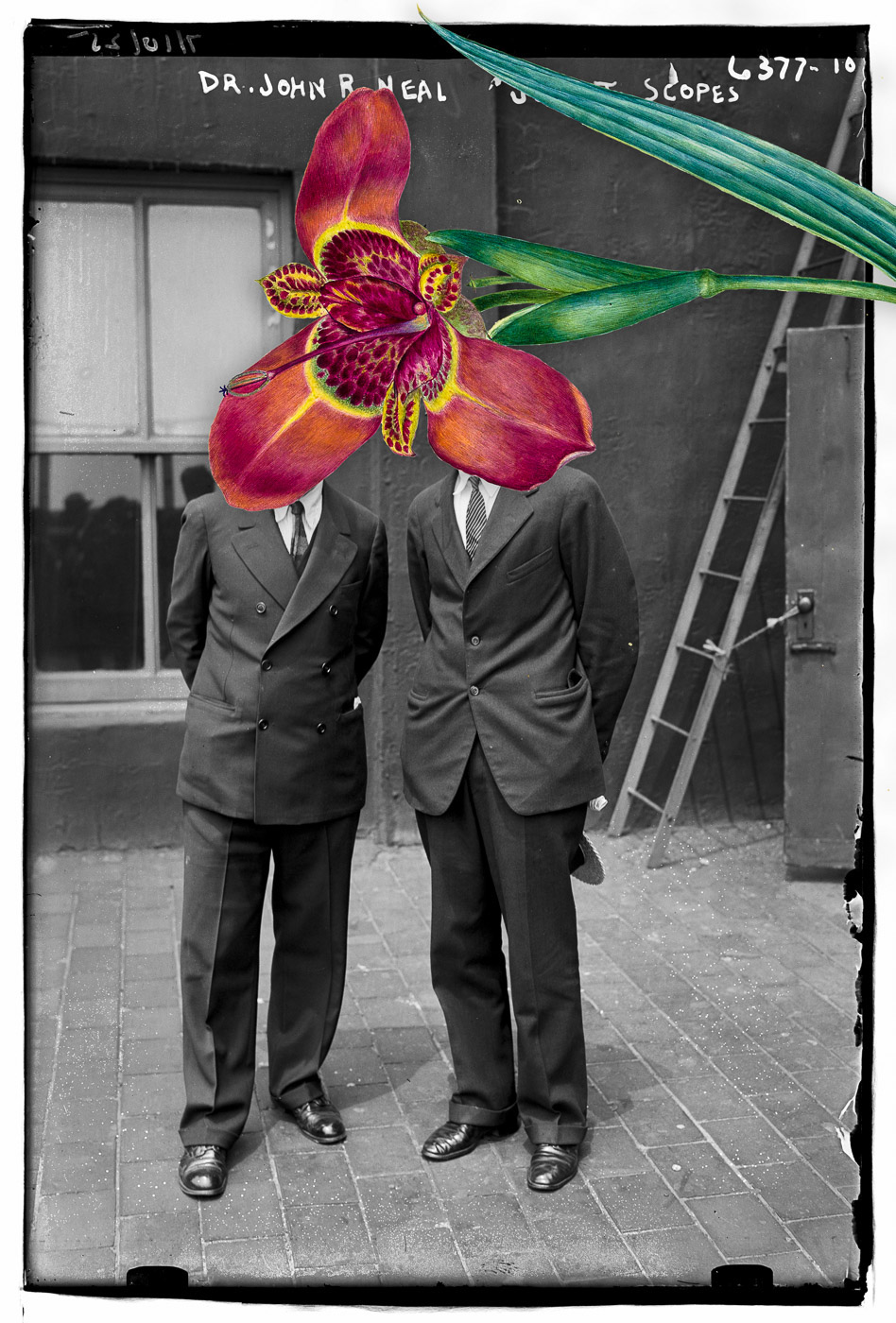 collage humor satire historic floral botanic