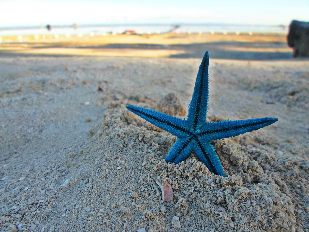 summer Summer2014 starfish beach sea