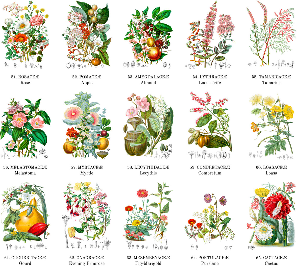 Illustrations of the Natural Orders of Plants on Behance