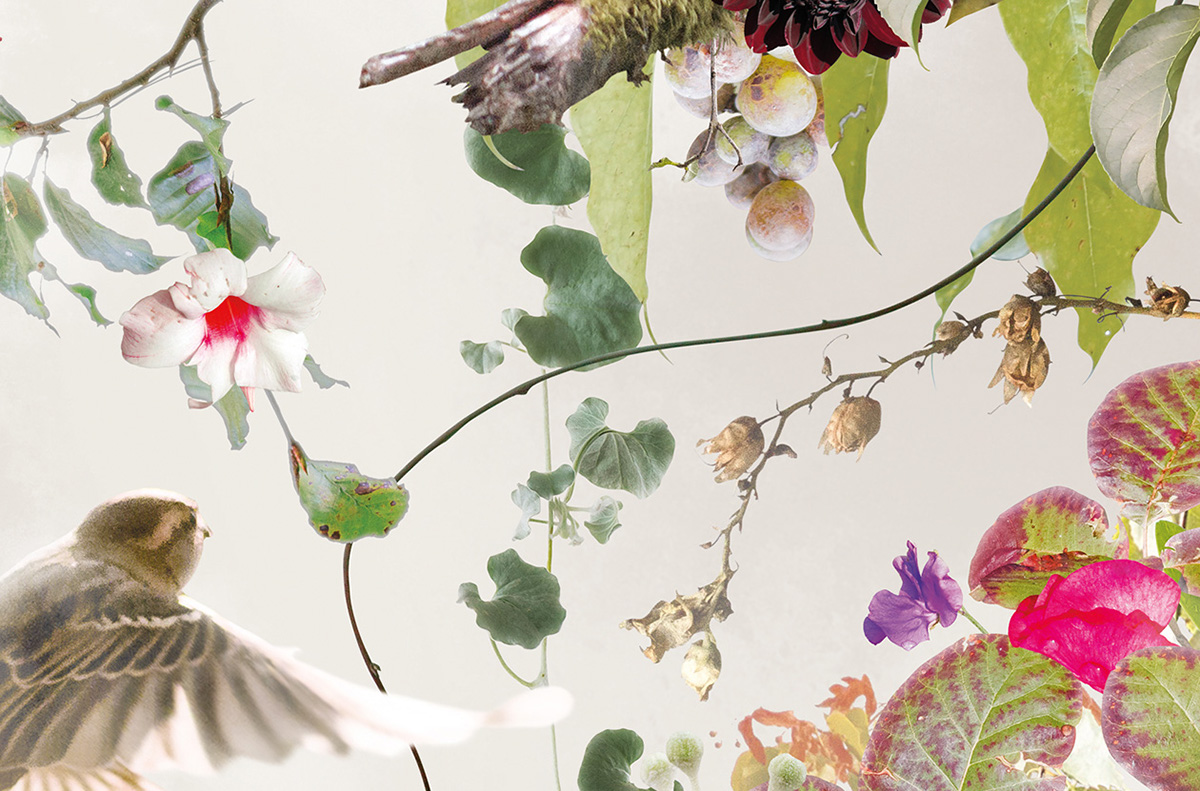 jesper Krijgsman Nature photoshop digital botanics plants Flowers birds butterflies