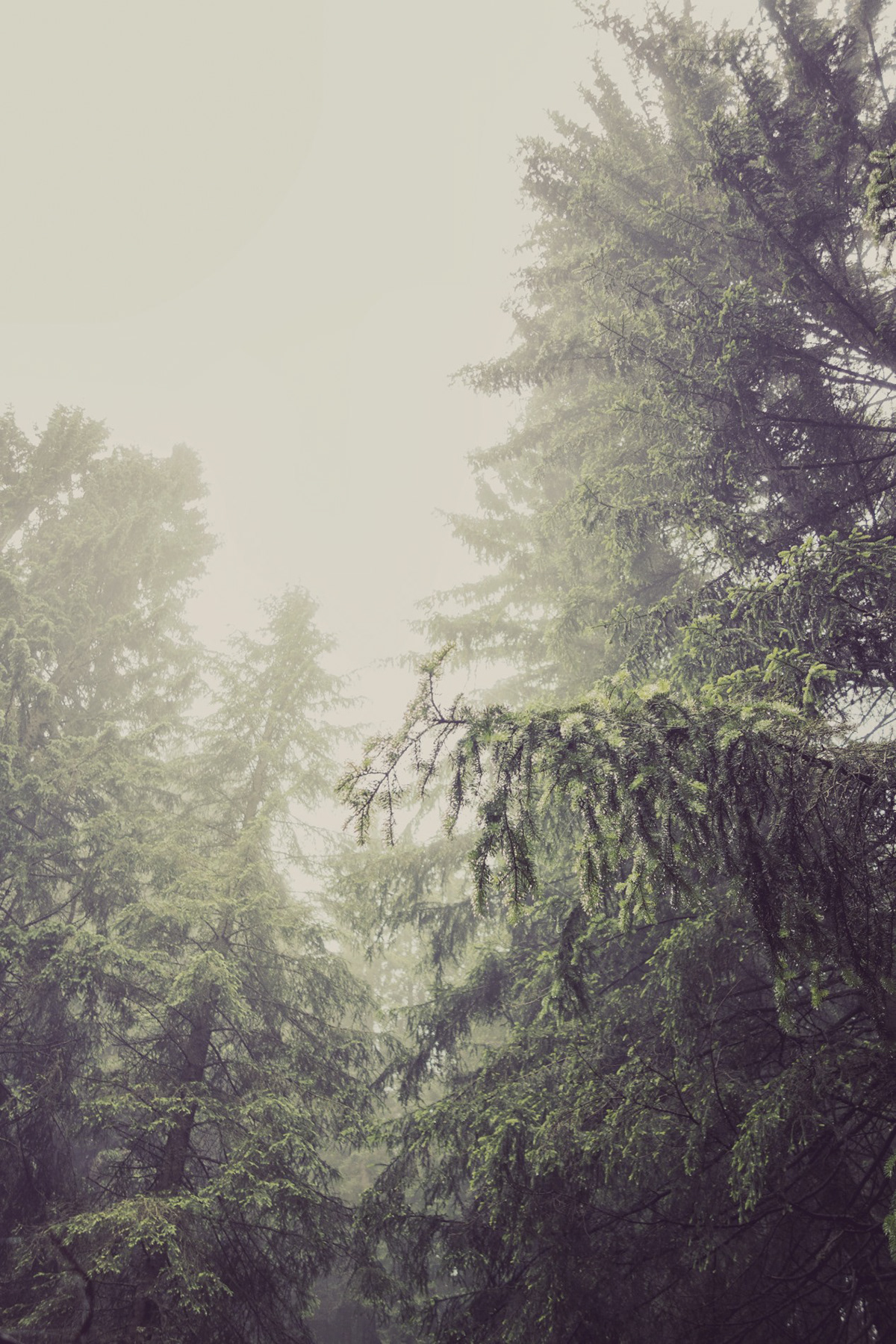 forest wald green look editorial mountains montagne forêt wood trees yellow foggy fog