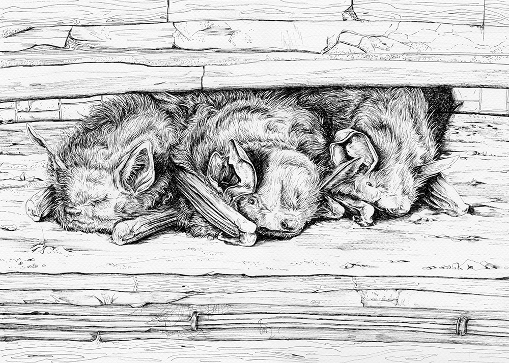 Bats dark War soldiers hiding anxiety pen crawl space animal art animals irish sleeping family trench