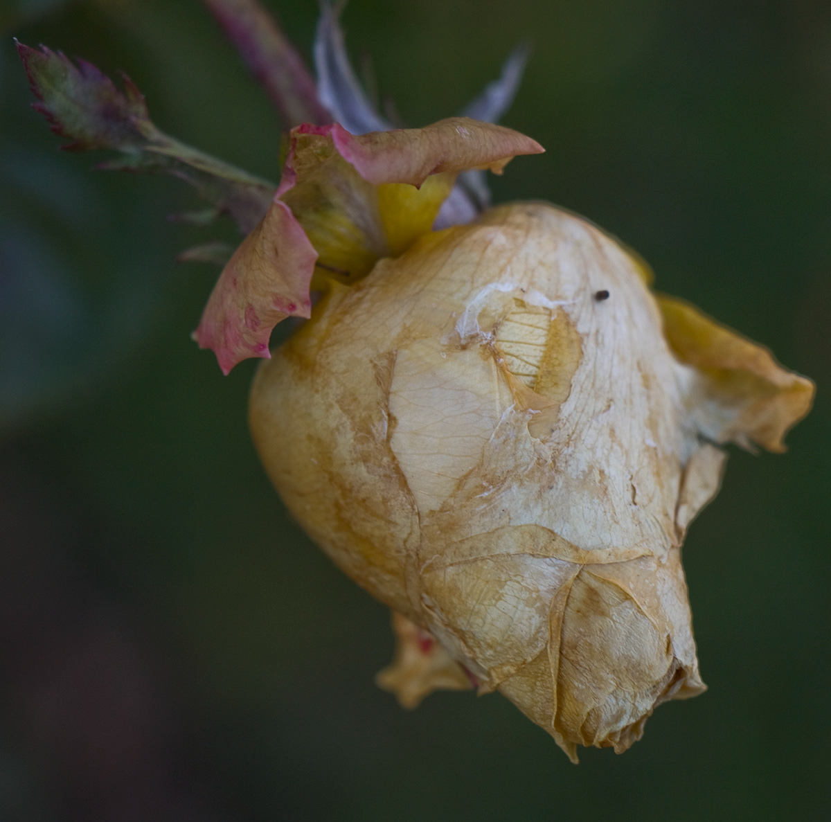 aging flower rose Bud