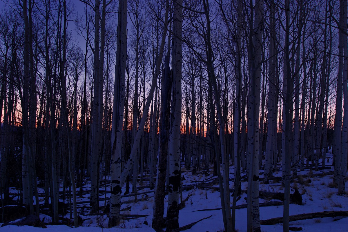 winter snow December sunset Nature Landscape trees blue cold ice