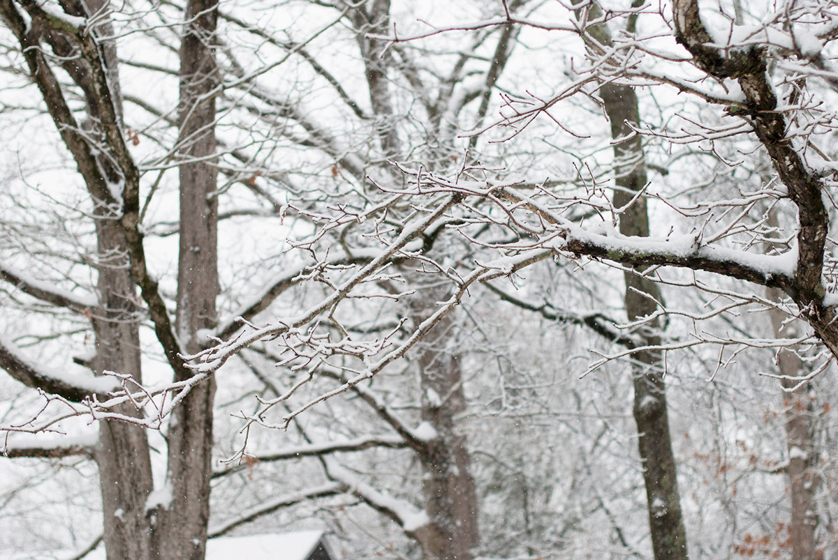 Adobe Portfolio trees Tree  Beech woods bois winter hiver Connecticut snow neige
