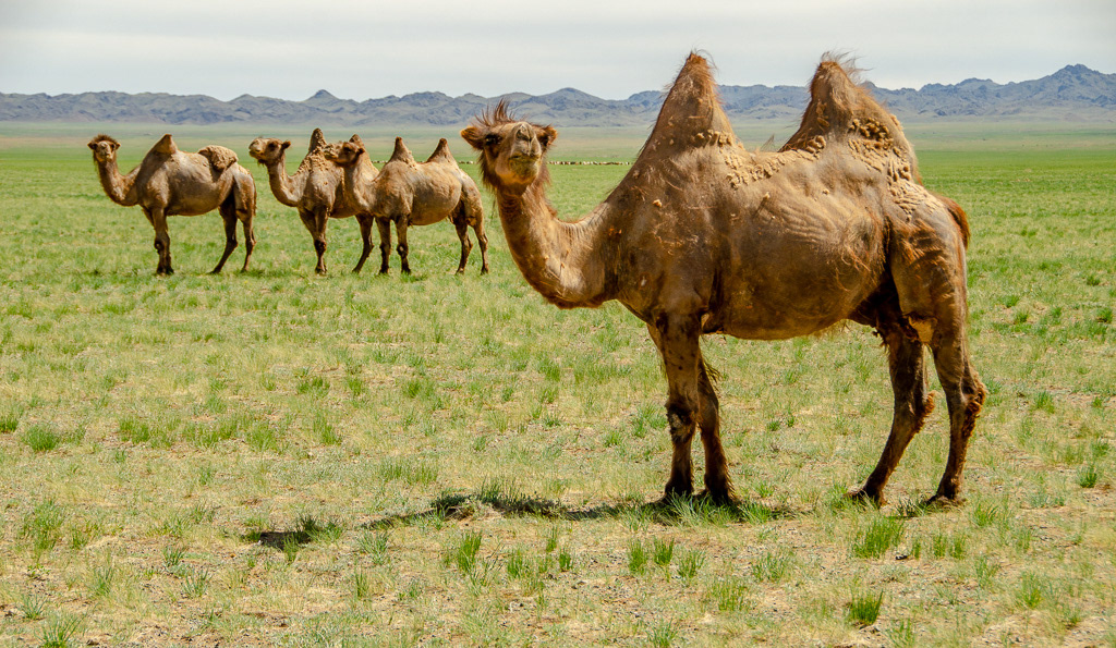 Adobe Portfolio bactrian camel