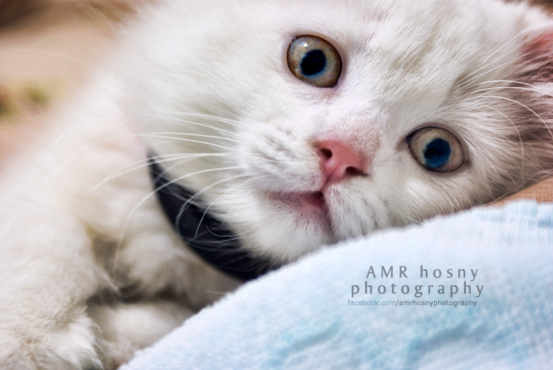 pets cats domesticated animals AMR hosny AMR hosny Photography cats photographer