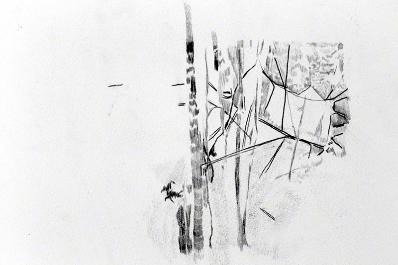 Nature Sketches graphite davidperezbusto natural hand drawn and white sketches graphite davidperezbusto black and white forest