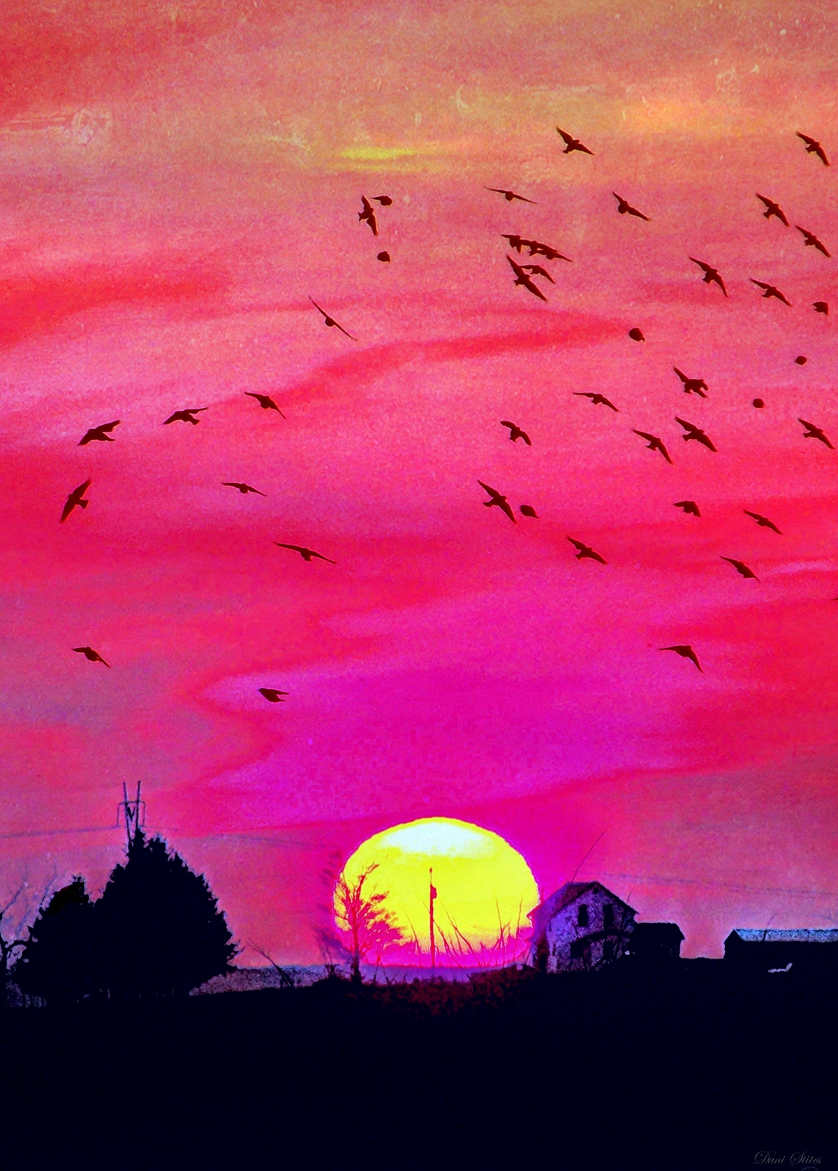 farm Sun sunset Heartland mid-west birds Nature color