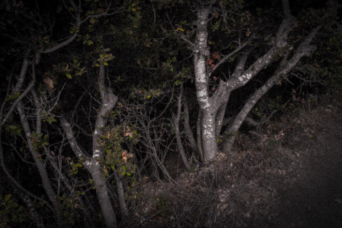 woods dark night alone lurking shadow figure darkness trees bushes