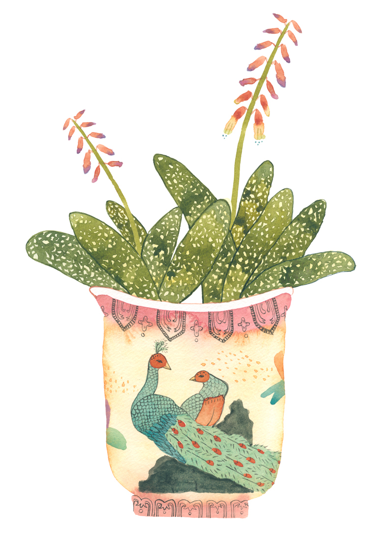 plants Succulent watercolor gouache