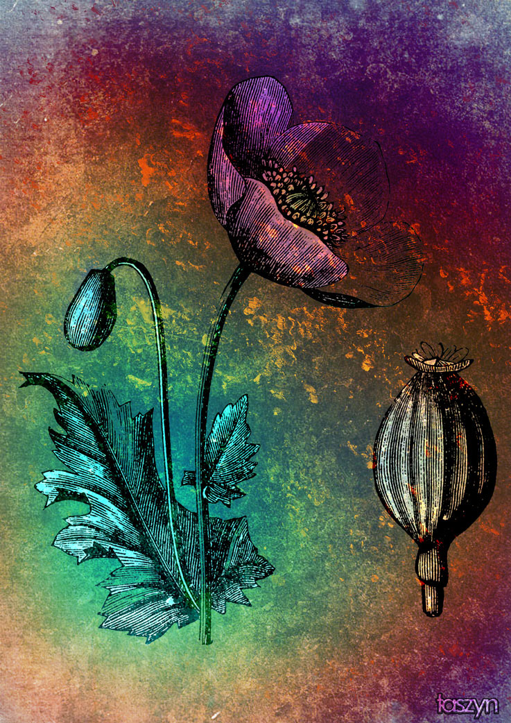 line art poppy flower photomanipulation poster print Nature personal