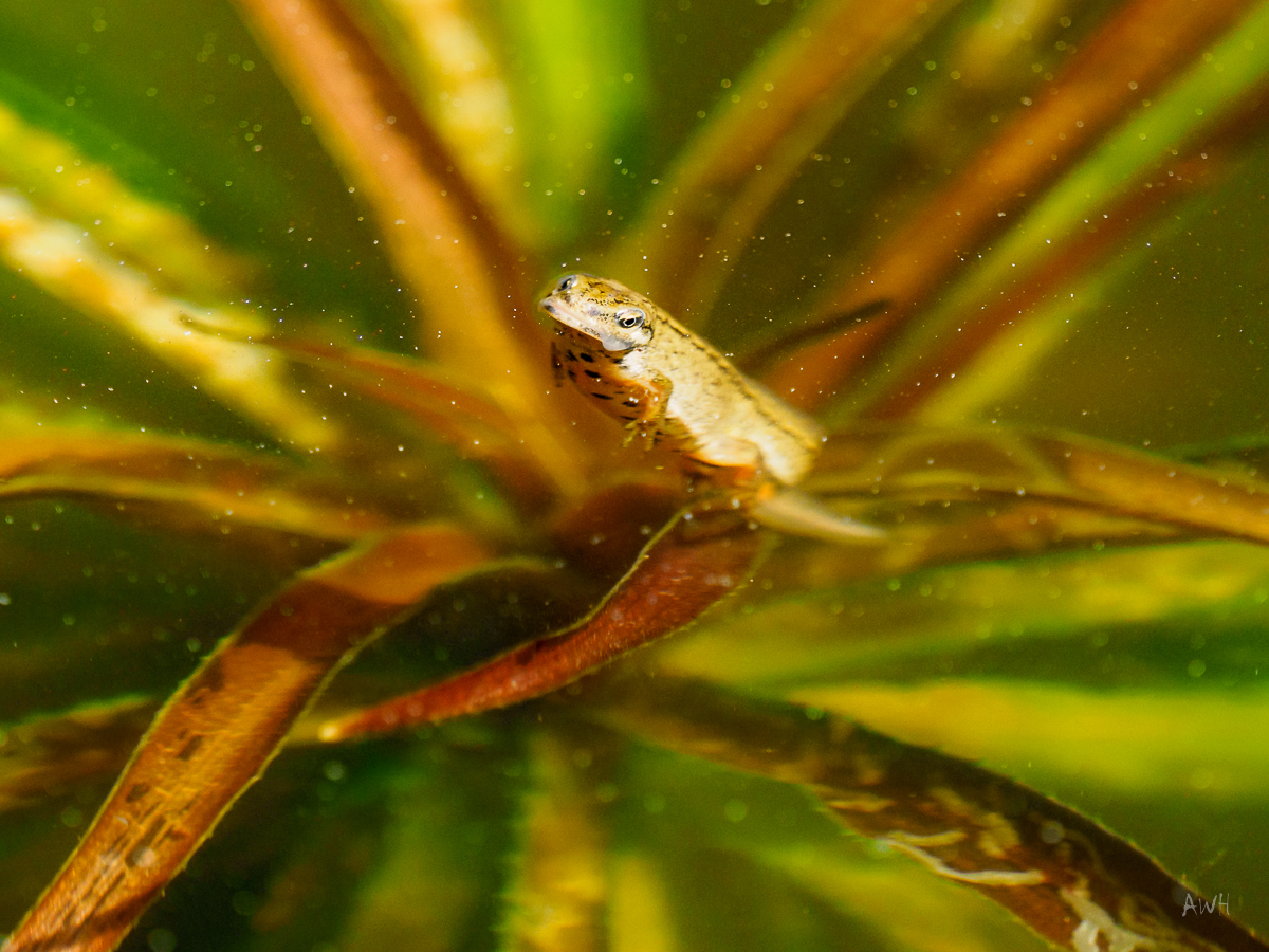 Molch Teichmolch Streifenmolch larve Kaulquappe amphibien Gartenteich wasser wassertracht Drachen