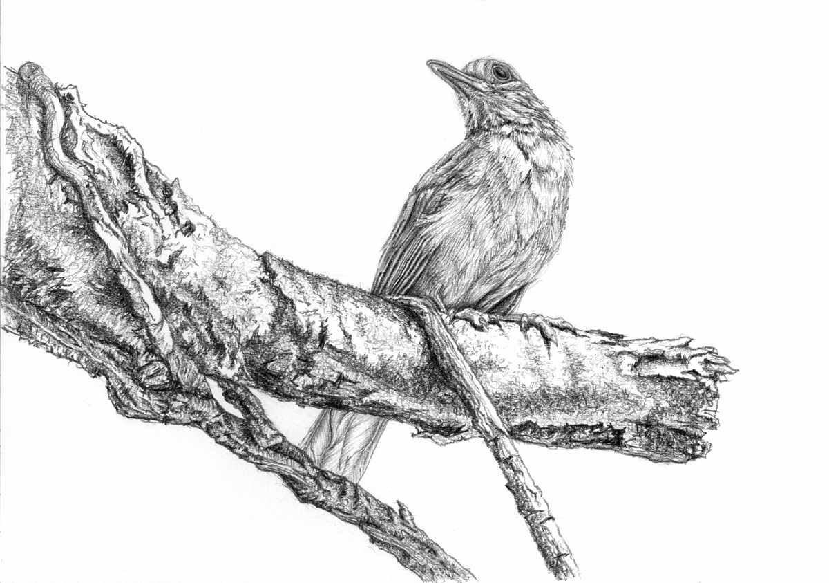 Buy Birds Pencil Sketch Online in India - Etsy
