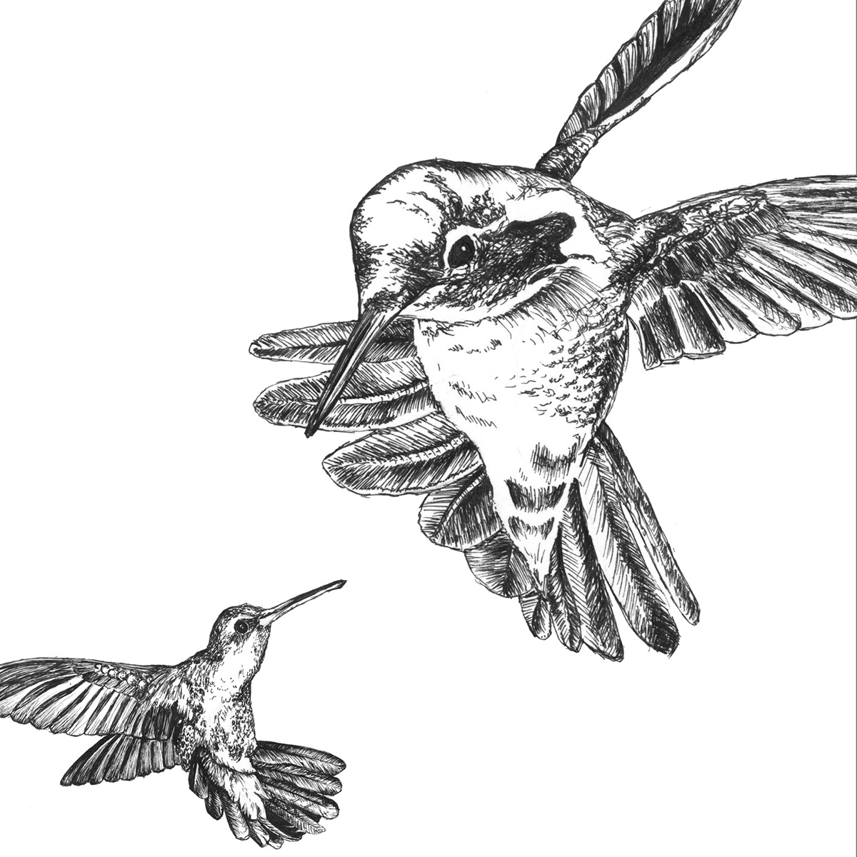 Houston Rodeo hummingbirds