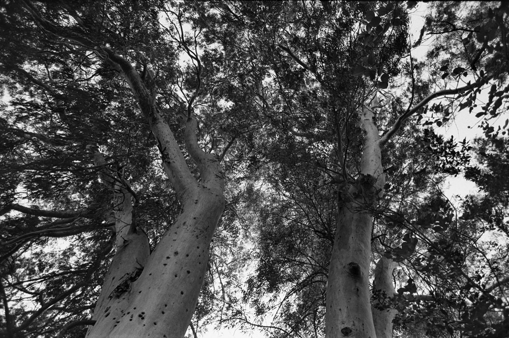 analogue photography forest trees BW photography hand developing