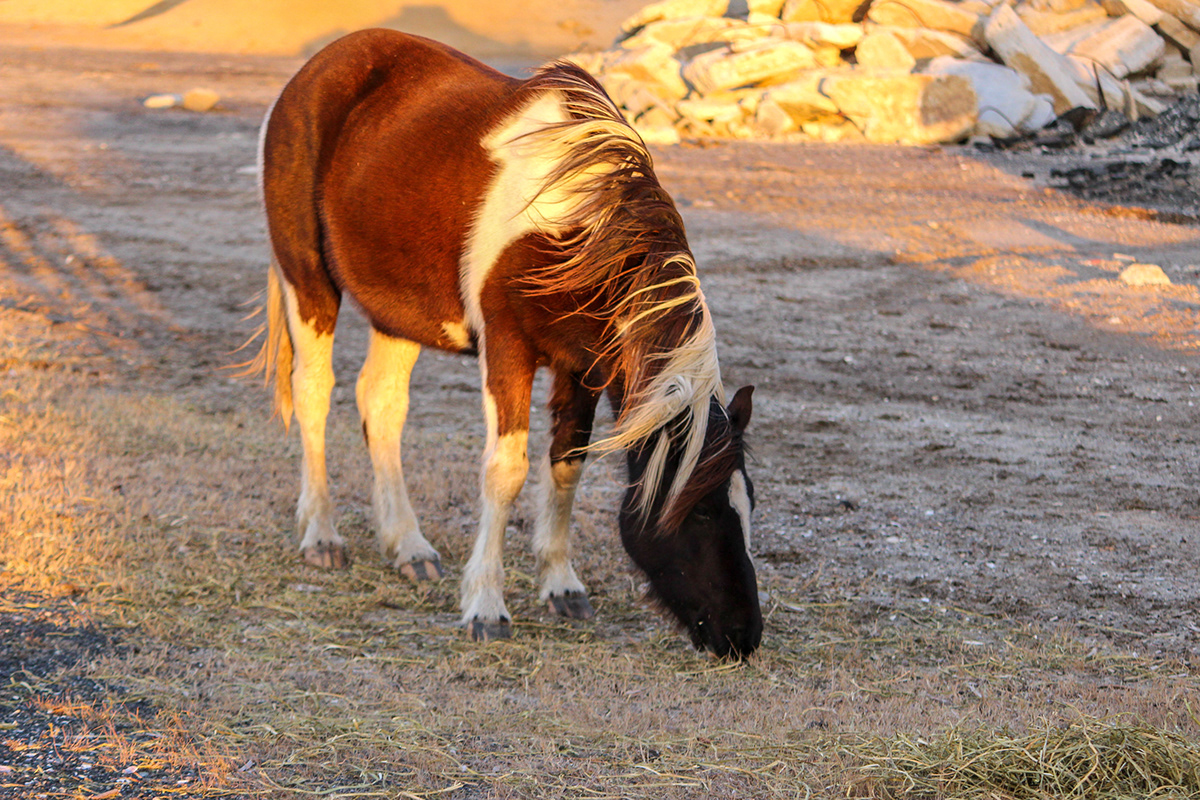 wild horses wild horses chincoteague virginia Assateague wildlife Beautiful sunset Island horse