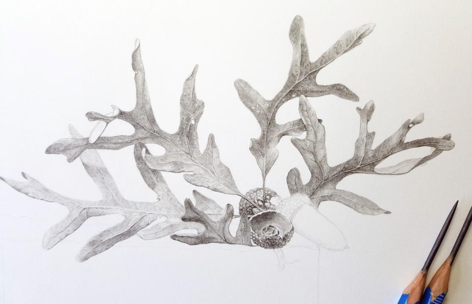graphite black walunt ink watercolor wip Nature Found objects botanical art
