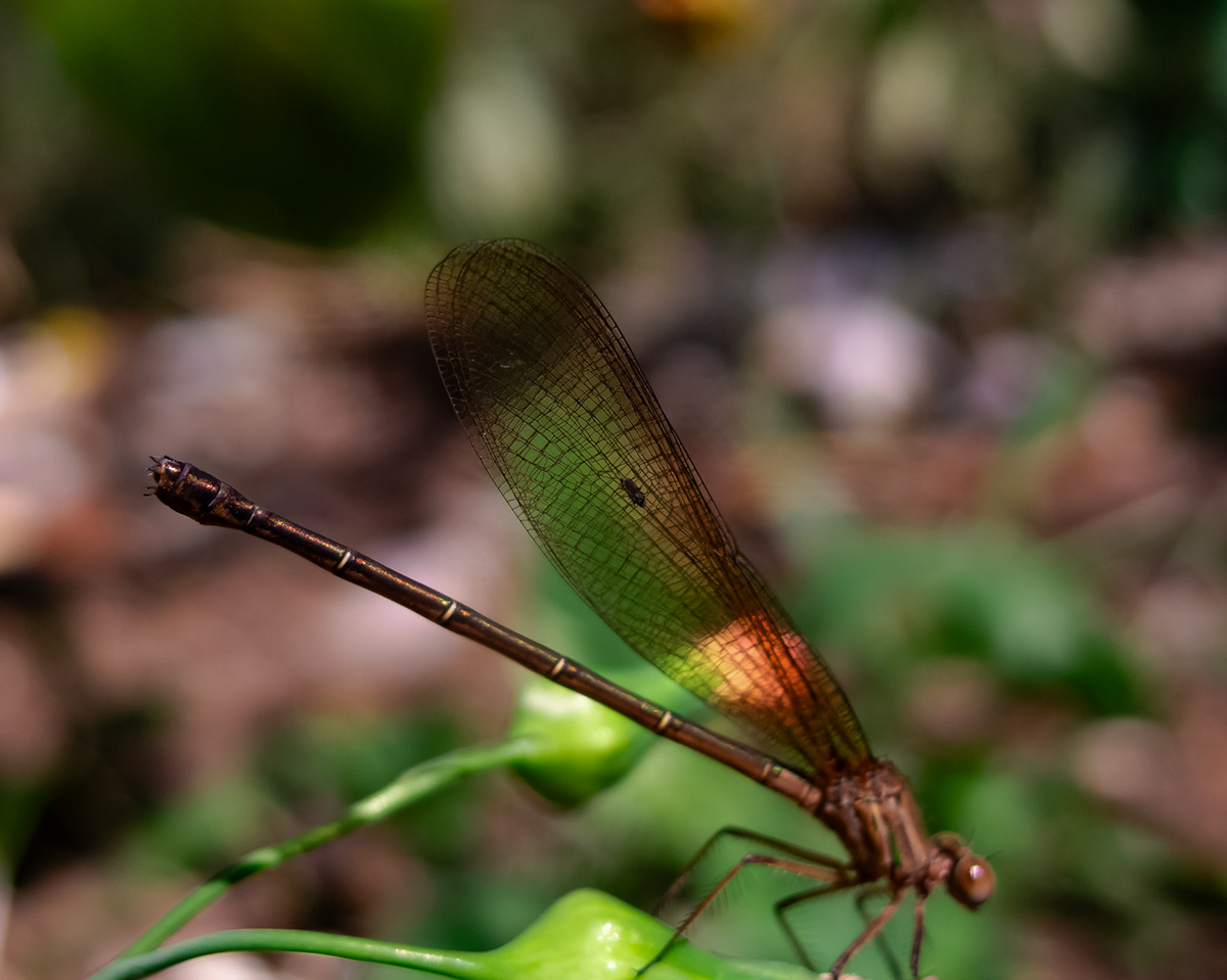 libelula dragonfly Nature Photography  lightroom Insects bugs Canon Macro Photography Flowers