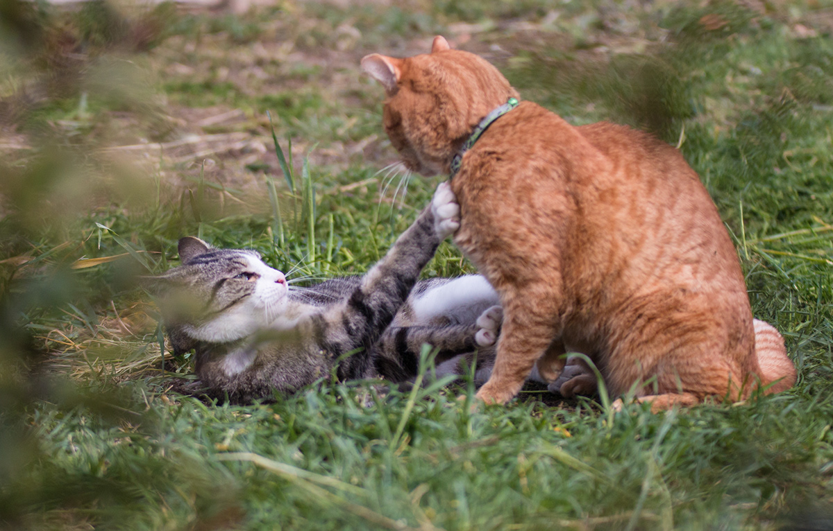 animals Cat cat fight Nature pets