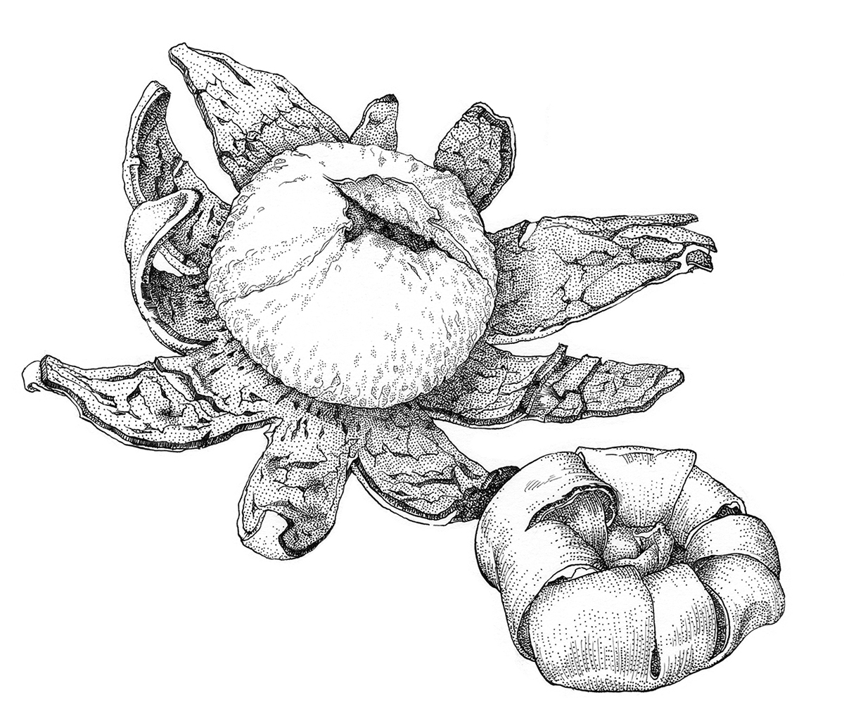 illustration for Earthstar Encyclopidia mushroom Observer (MO) Fungi scientific terminology pen ink Black&white