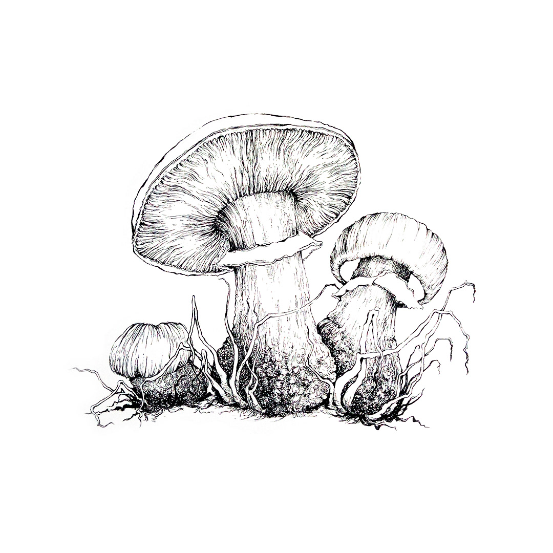 artist artwork black and white Drawing  ILLUSTRATION  ink drawing mashroom Nature sketch