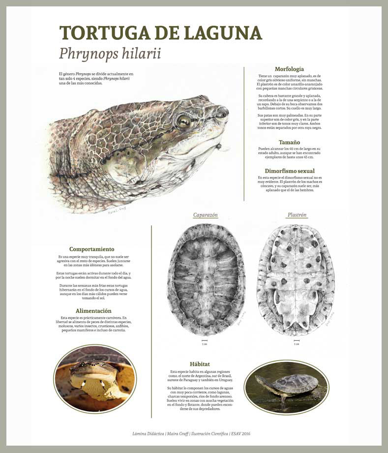 ilustracion científica tortuga laguna cabeza plastron caparazón