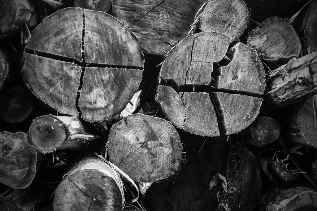 black & white forest eucalyptus wood Deforestation