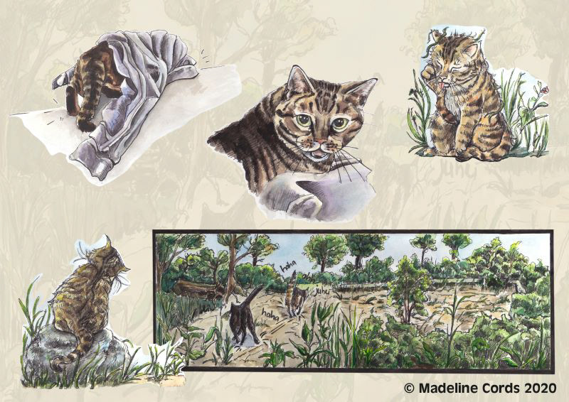 animal illustration cat comic cat illustration