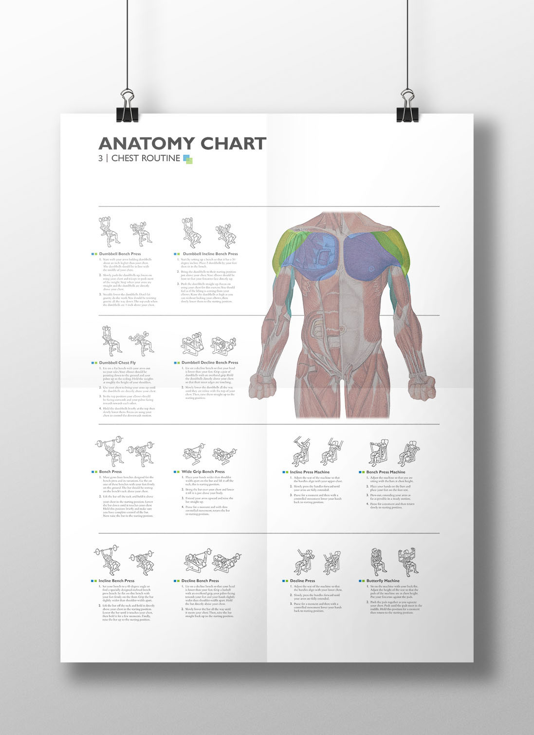 anatomy poster body color
