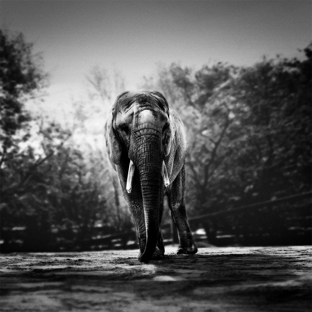 animals safari art black and white fine art strobe studio Canon toronto zoo ocad OCADU