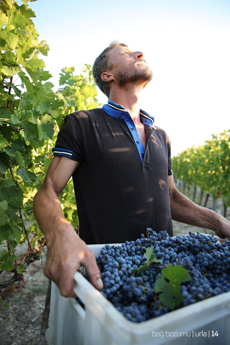 vineyard vine grape üzüm bag türkiye urla bağ bozumu koray kutlu