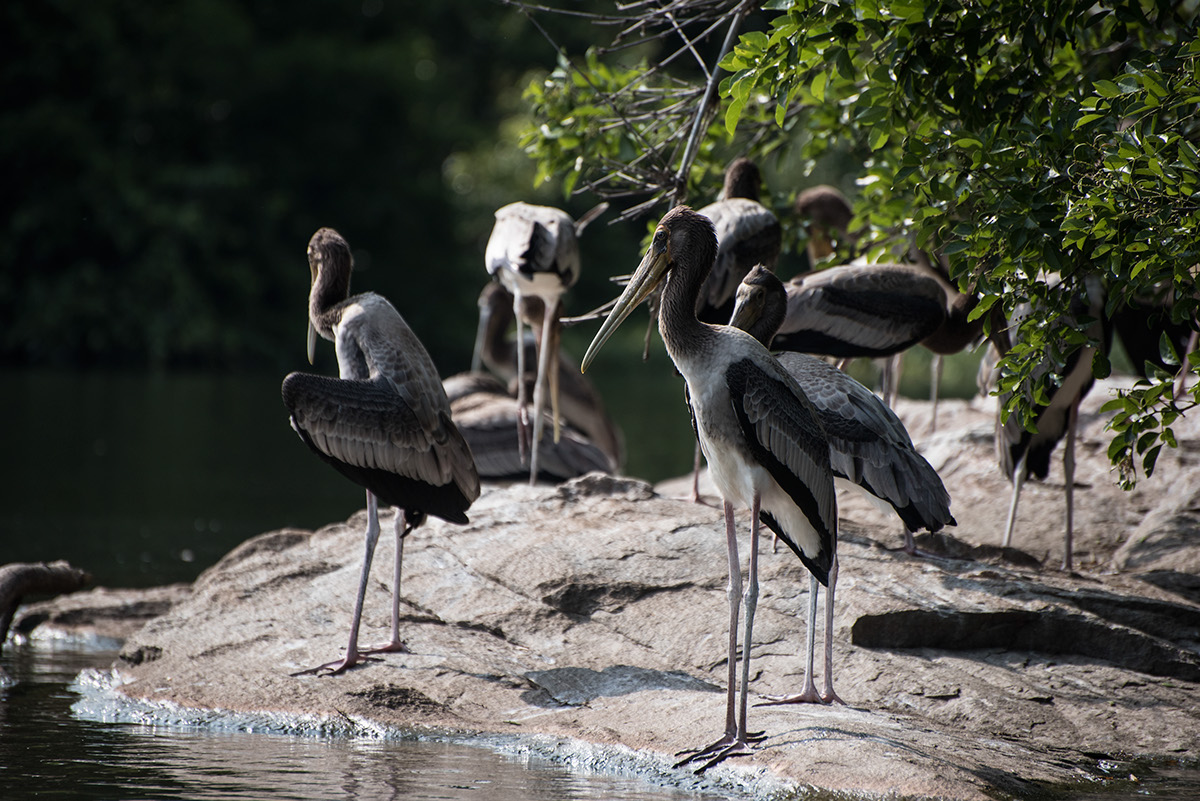 Wildlife photography nature photography India Ranganthittu Bird Sanctuary birds