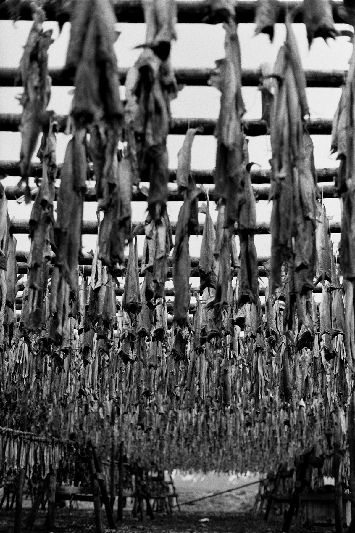 fish fish farming iceland salt fish farming film photography haddock Plaice halibut wind-dried hakari