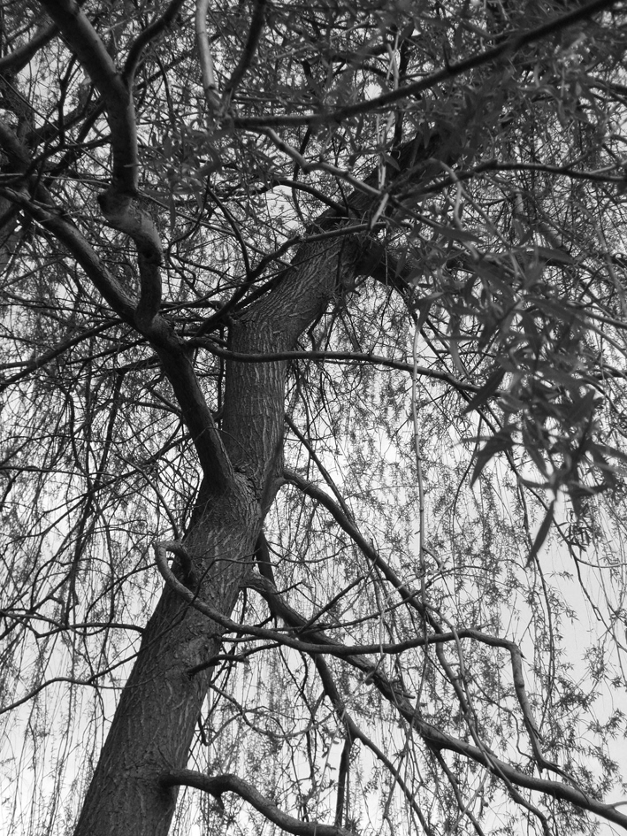 trees greyscale