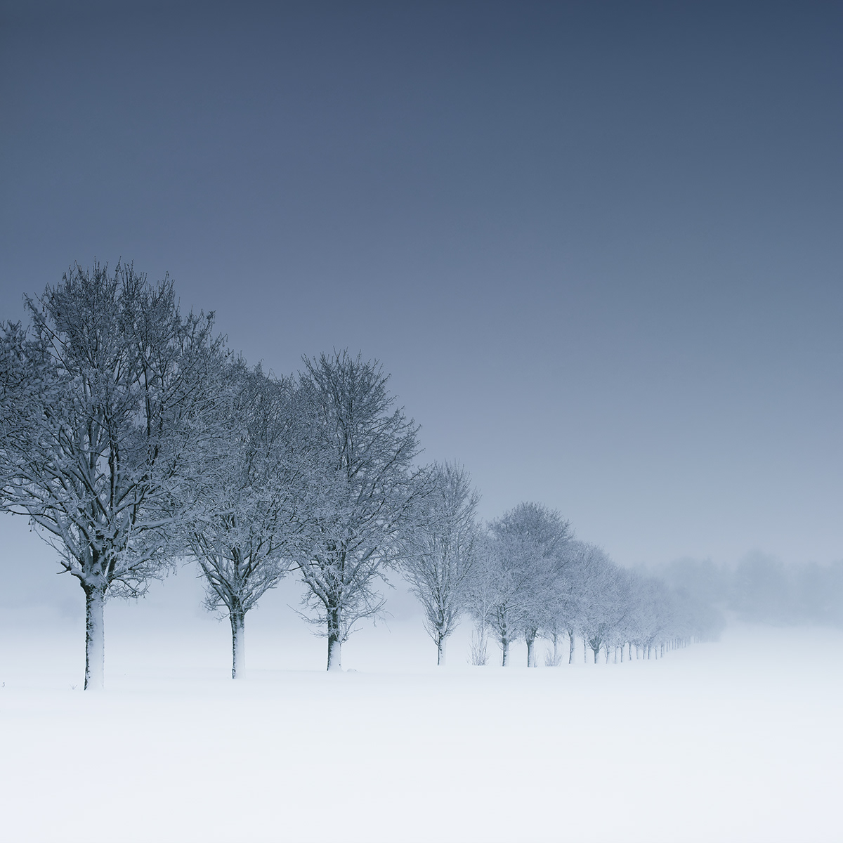 blue cold electricity fence fog Minimalism mist snow Tree  winter
