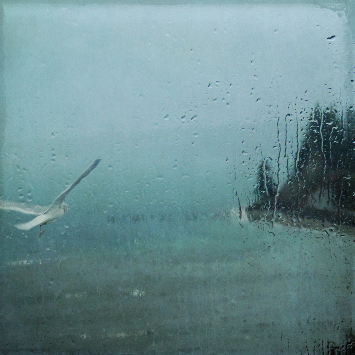 stormy rain rain on window seagulls seascape ferry Puget Sound Sally Banfill