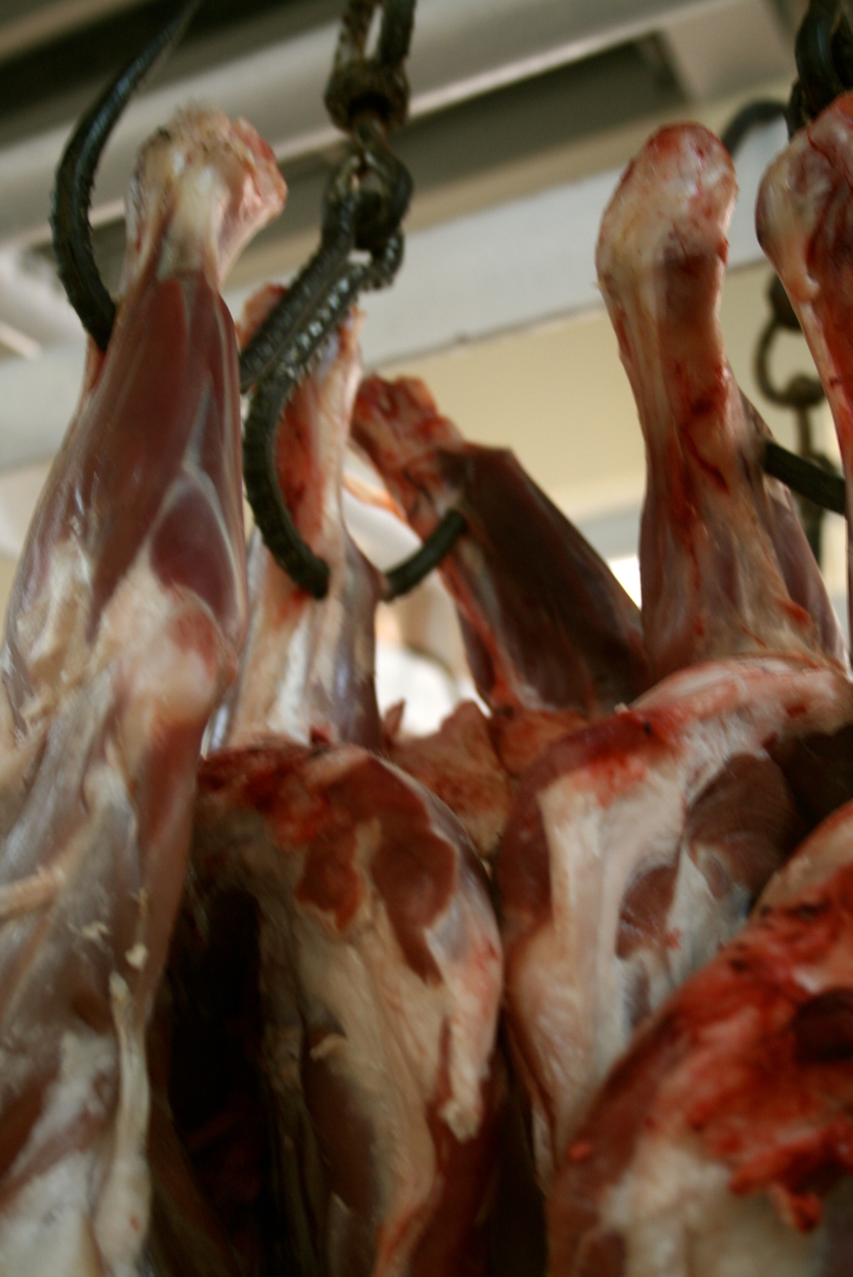animal slaughter slaughter meat lamb Bahrain Meat Market a level growth evolution red dead animal animals blood bones