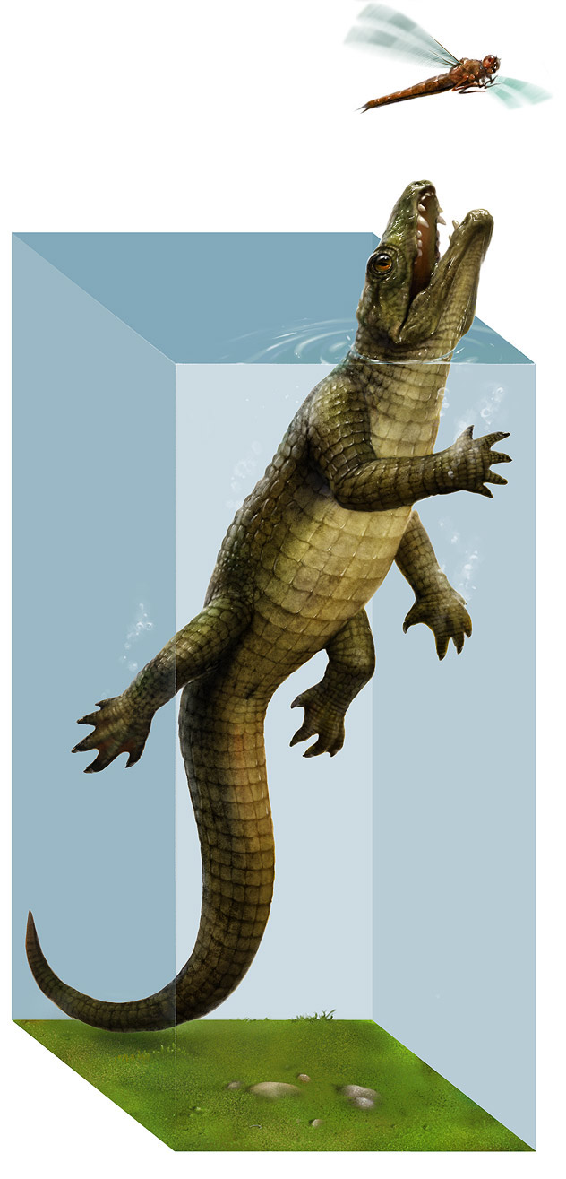 paleo paleontology anima animalistic crocodile ansector history prehistoric