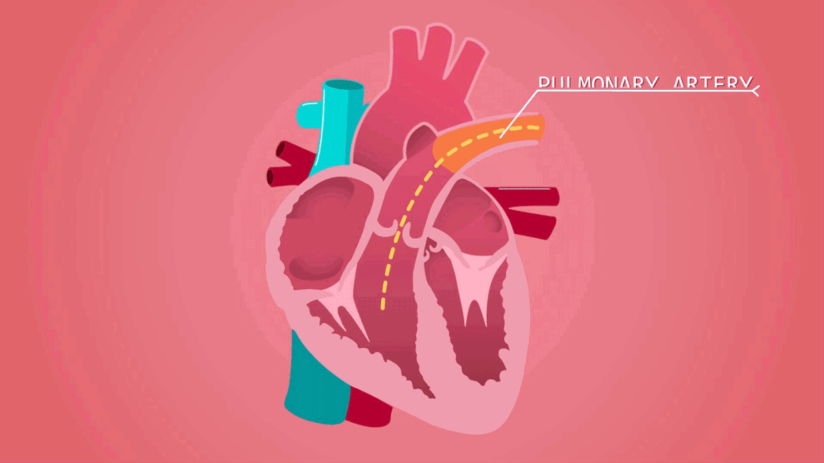 How Human Heart Works | 2d Explainer Video on Behance