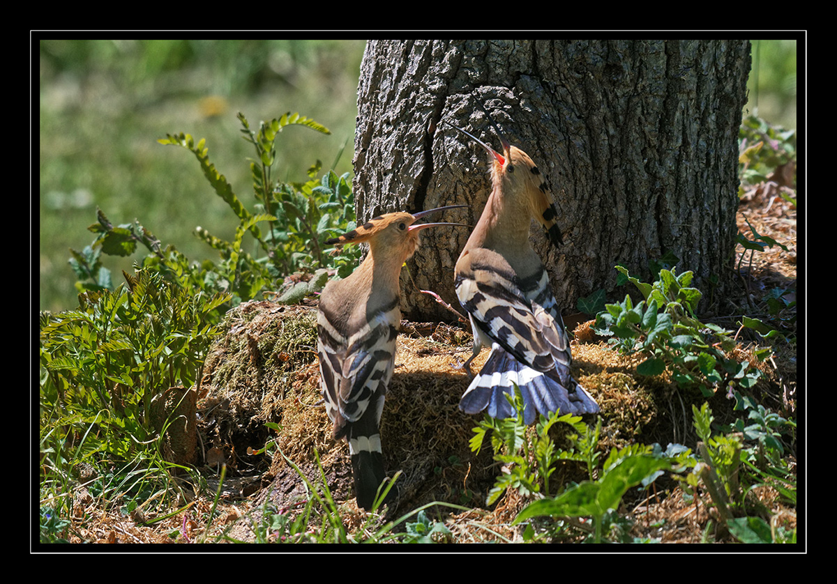 Huppes Huppes fasciées Isabelle Cros offrandes parades quercy animalier