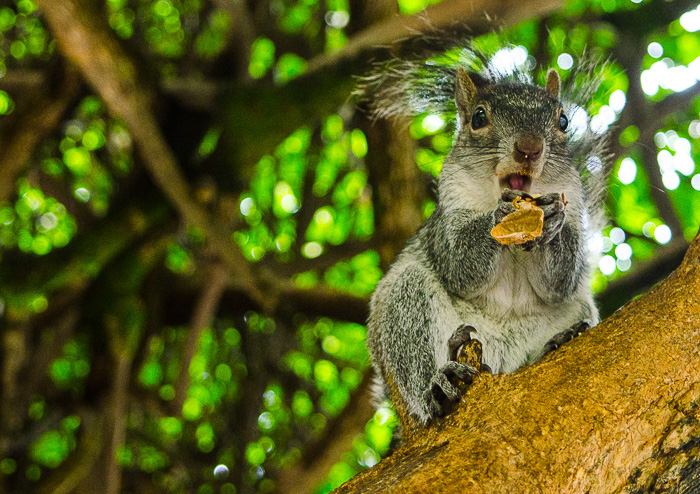 squirrel Nature wildlife animals mexico forest beauty