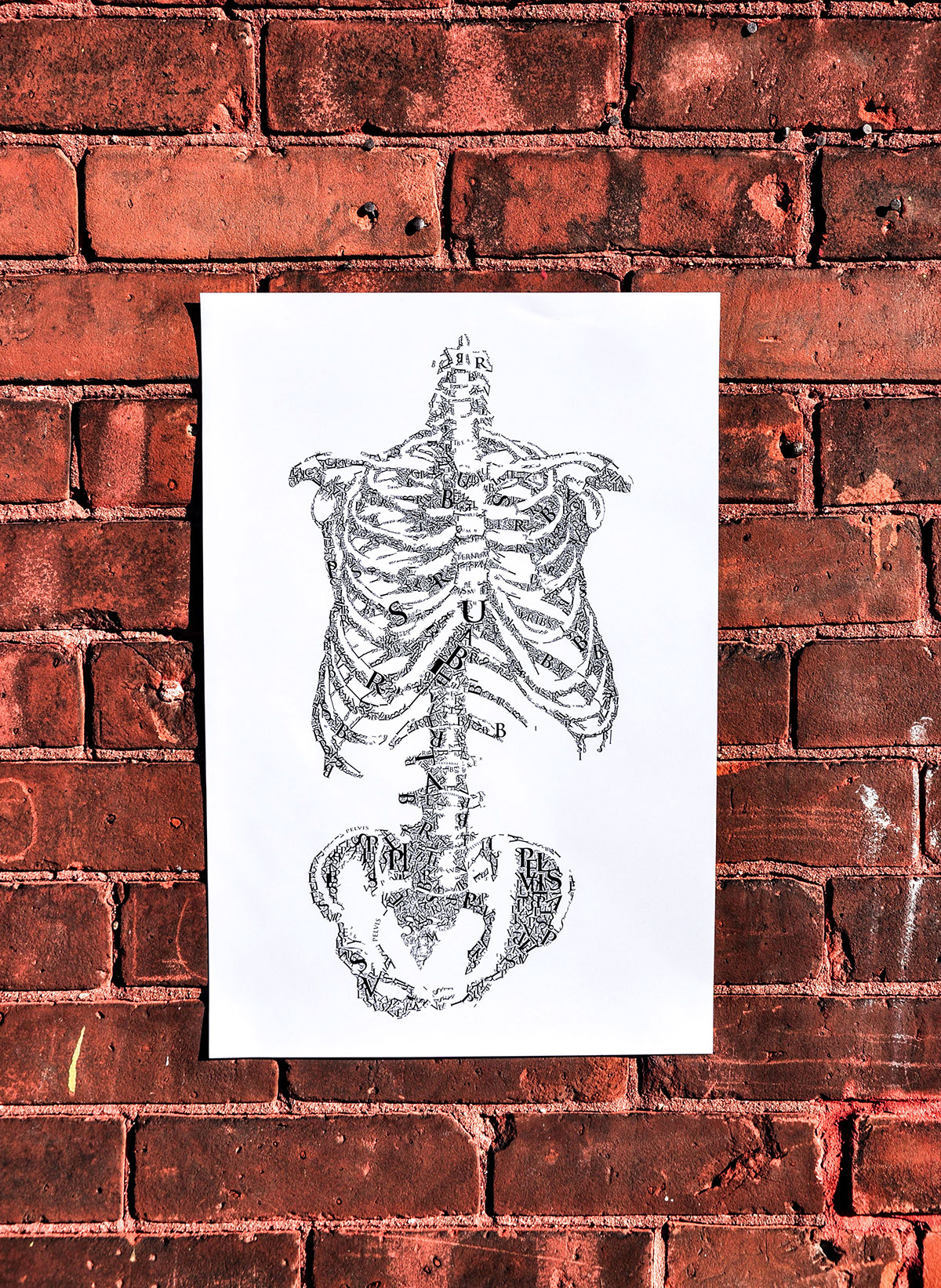 Torso skeleton digital Illustrator
