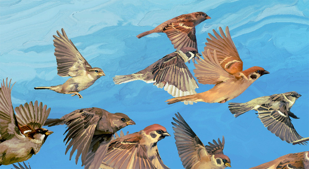 animals apparel birds Digital Art  digital painting Nature pattern SKY sparrows