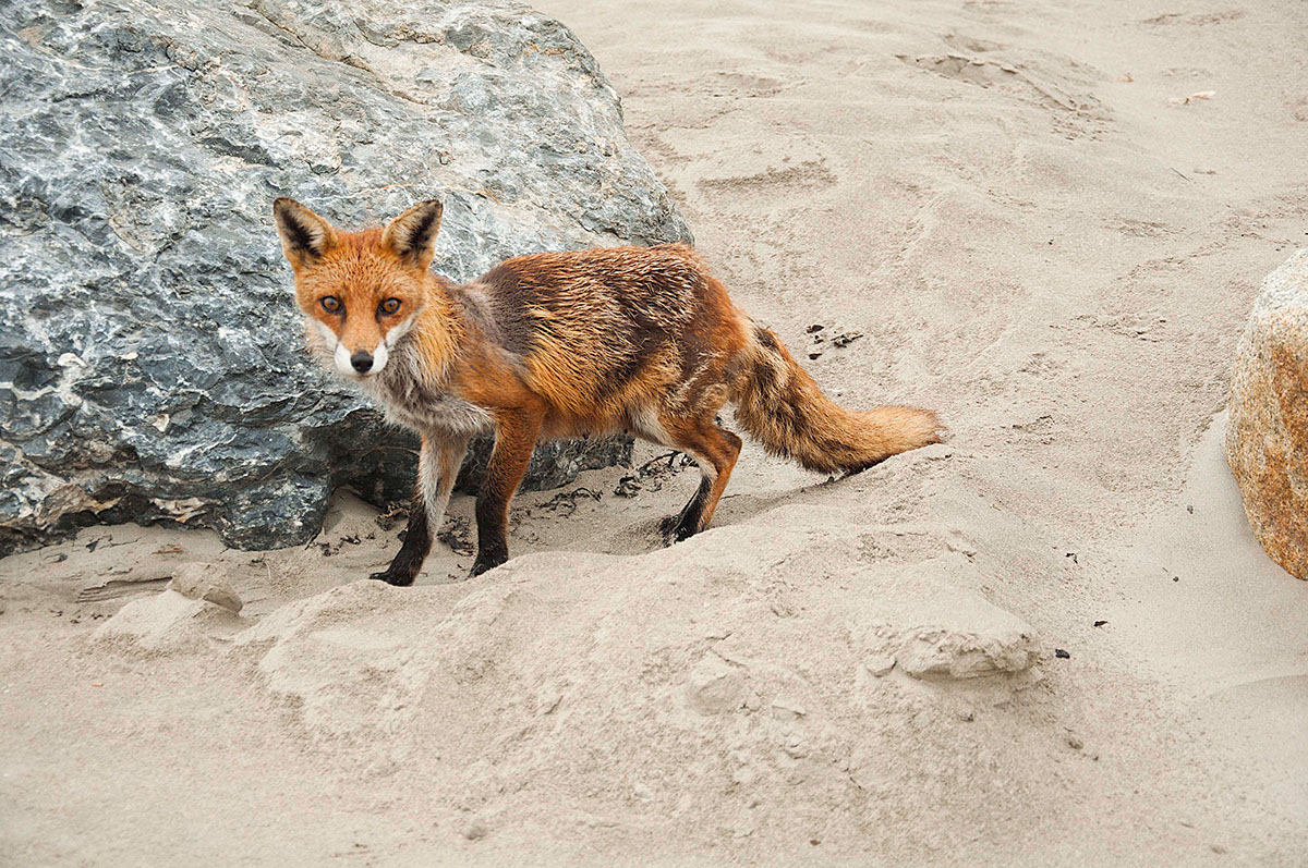 vulpes vulpes red fox tame dublin Ireland dollymount beach Strand animal animals Nature wildlife irish