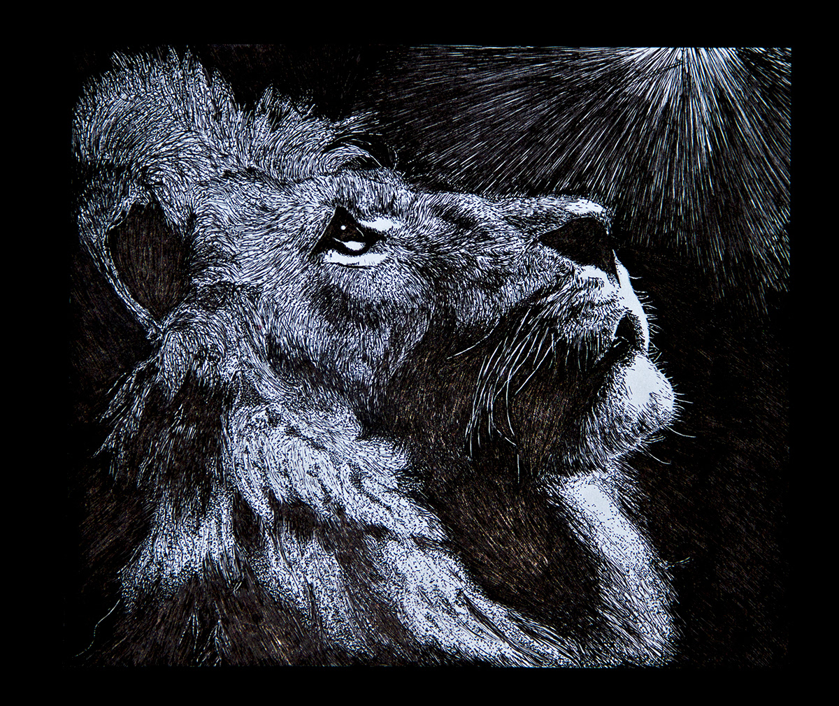 lion  pen  gaze Project pointlism lines texture Fur Majestic