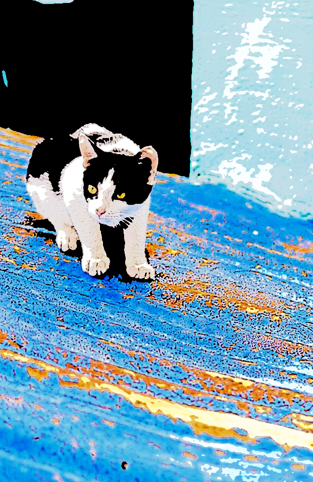 photo photoshop ilustration cats Photography 